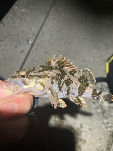 タケノコメバルの釣果