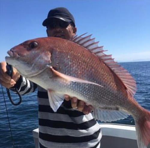 マダイの釣果