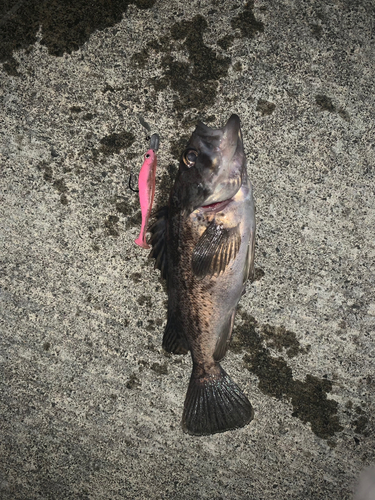 クロソイの釣果