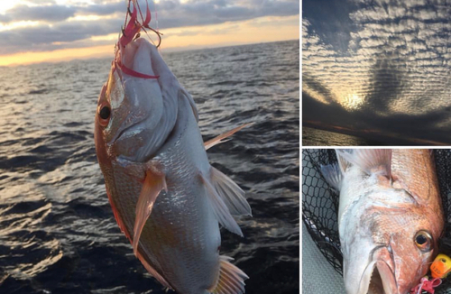 マダイの釣果