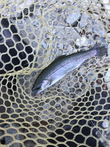 ニジマスの釣果