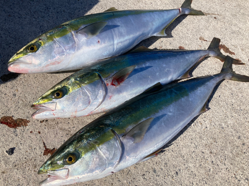 ワラサの釣果