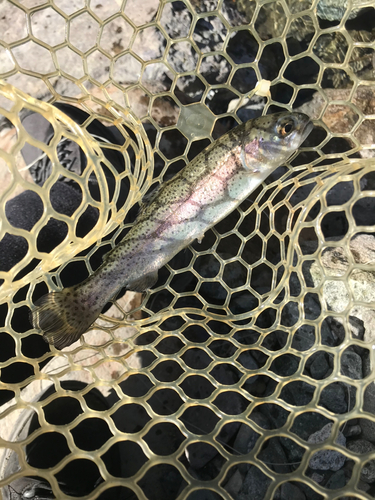 ニジマスの釣果