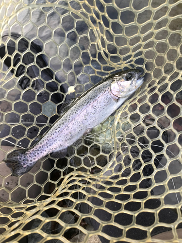 ニジマスの釣果