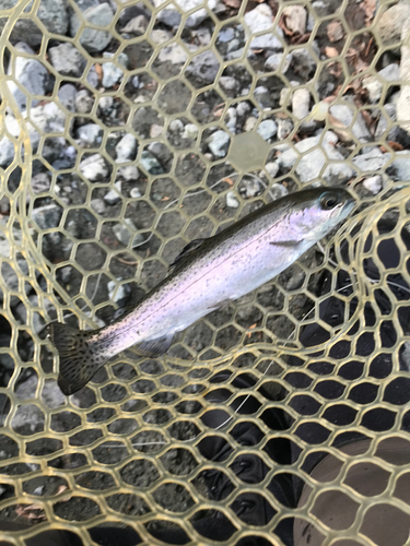 ニジマスの釣果