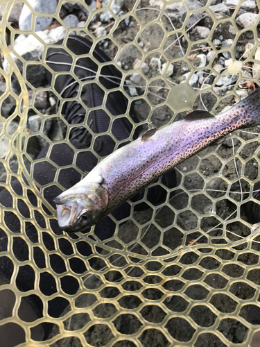 ニジマスの釣果