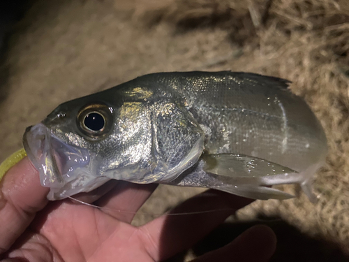 マルスズキの釣果