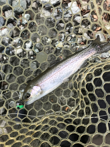 ニジマスの釣果