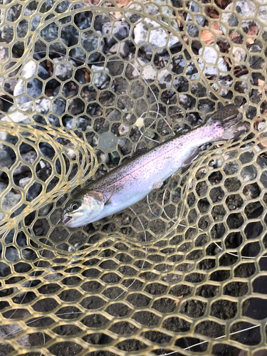 ニジマスの釣果