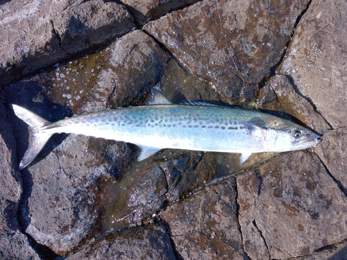 メジロの釣果