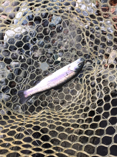 ニジマスの釣果