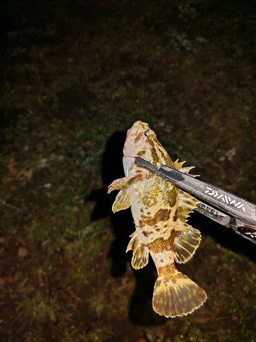 タケノコメバルの釣果