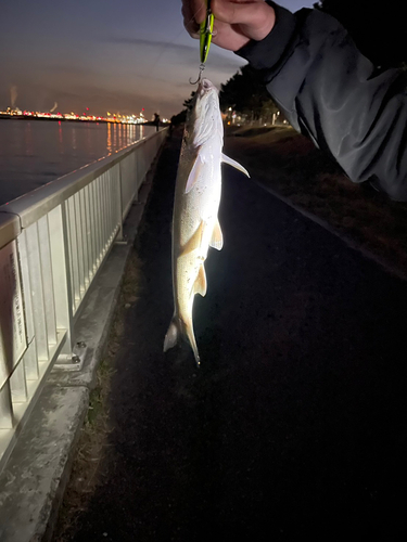 ウグイの釣果