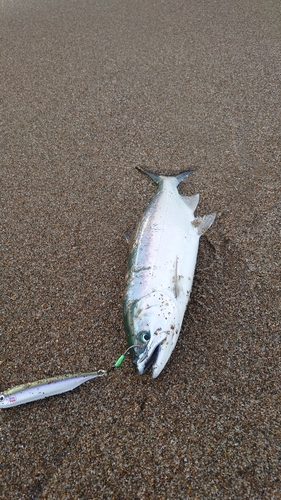 サクラマスの釣果