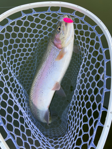 ニジマスの釣果