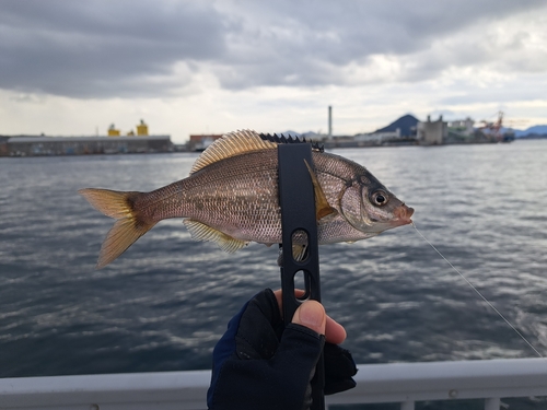 ウミタナゴの釣果