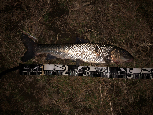 ニゴイの釣果