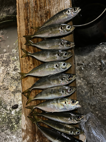 マアジの釣果