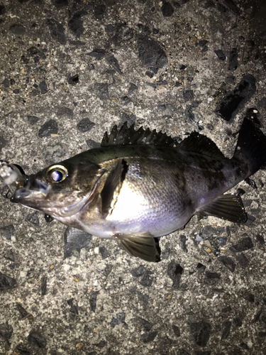 メバルの釣果