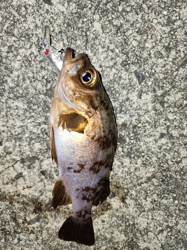 メバルの釣果