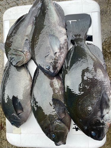 クロの釣果