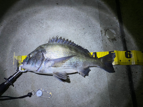 クロダイの釣果