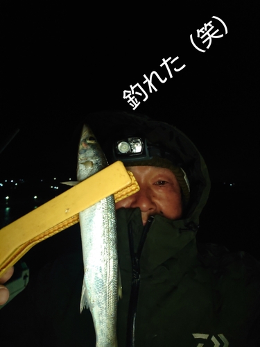 カマスの釣果