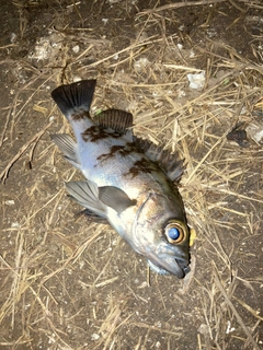 シロメバルの釣果