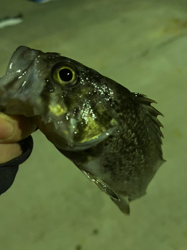 クロソイの釣果