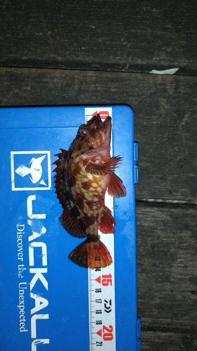 カサゴ