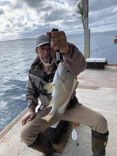 コロダイの釣果