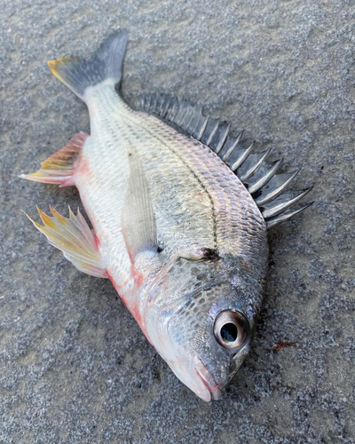 キビレの釣果