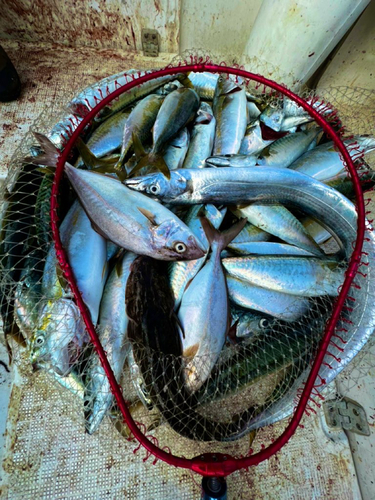 サバの釣果