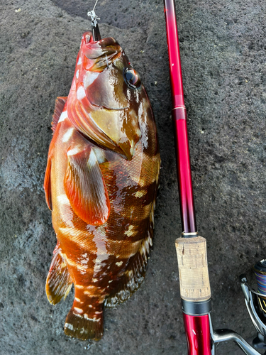 アカハタの釣果