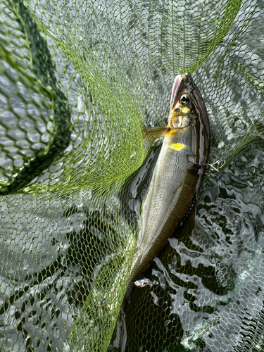 アユの釣果