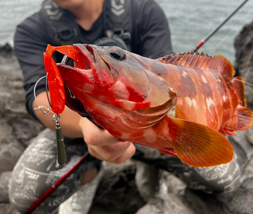 アカハタの釣果