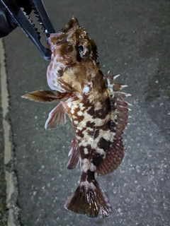 カサゴの釣果