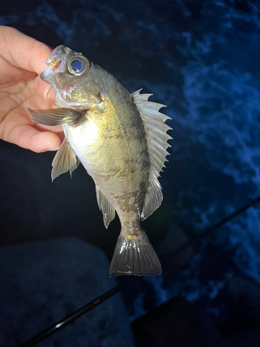 クロメバルの釣果