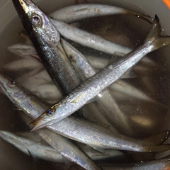 カマスの釣果