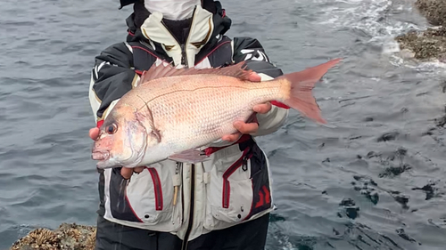 マダイの釣果