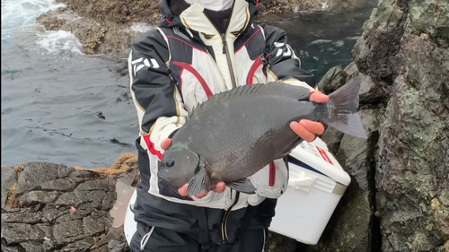 クロの釣果