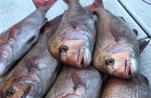 マダイの釣果