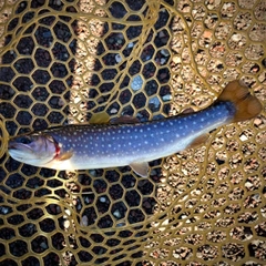 イワナの釣果