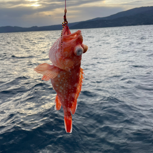 ウッカリカサゴの釣果