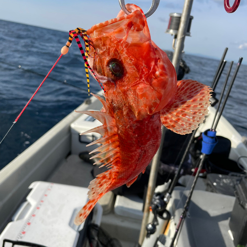 オニカサゴの釣果