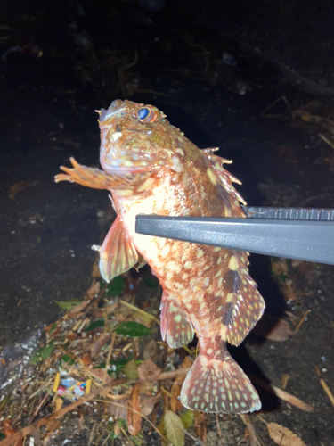 カサゴの釣果