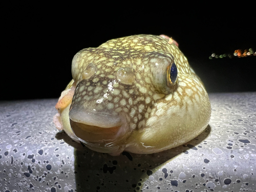 クサフグの釣果