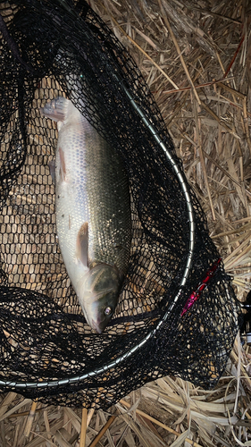 ウグイの釣果