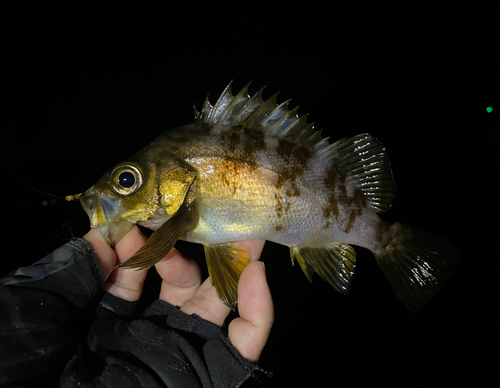 メバルの釣果