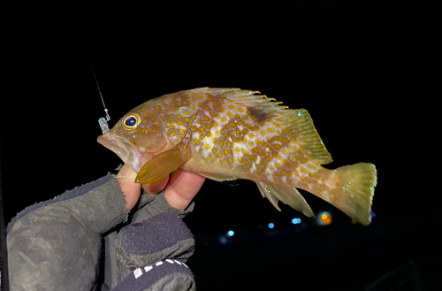 アコウの釣果